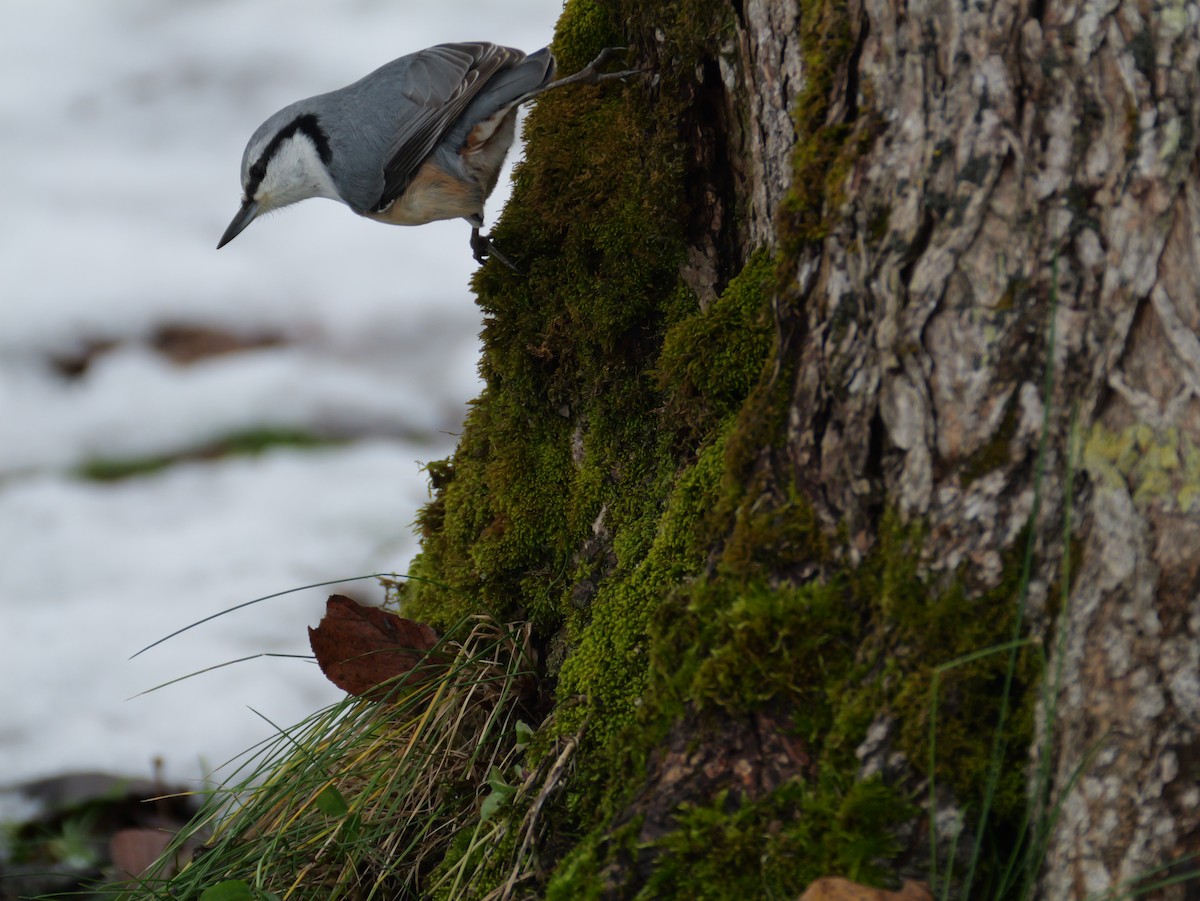茶腹鳾 - ML645696768