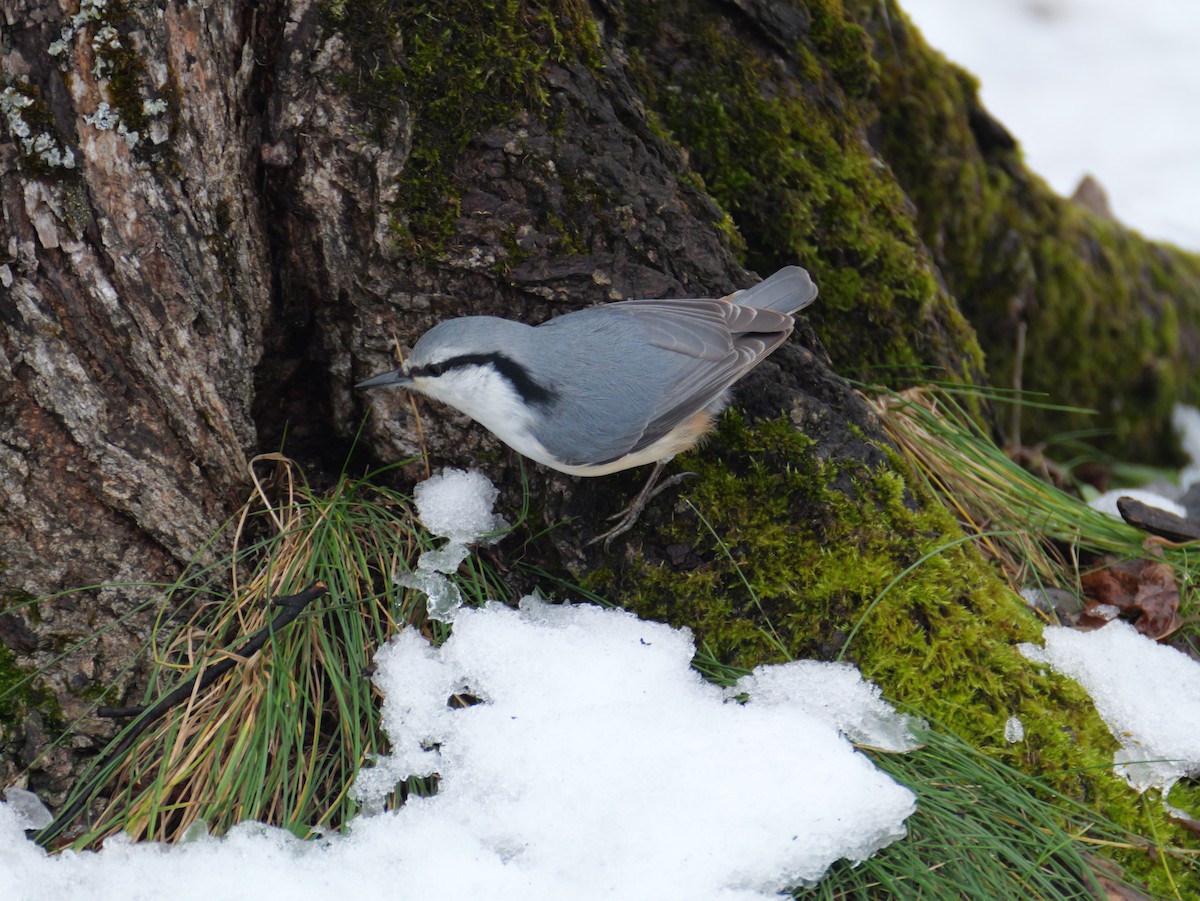 茶腹鳾 - ML645696769
