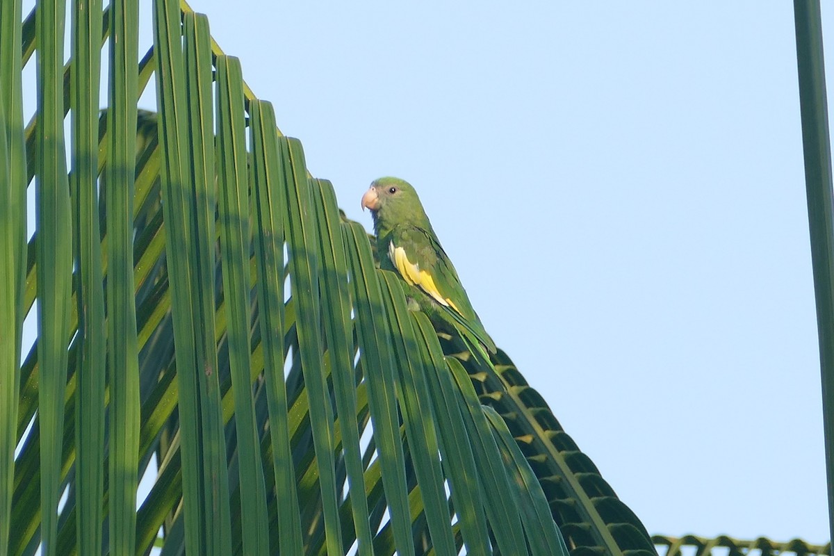White-winged Parakeet - ML645696770
