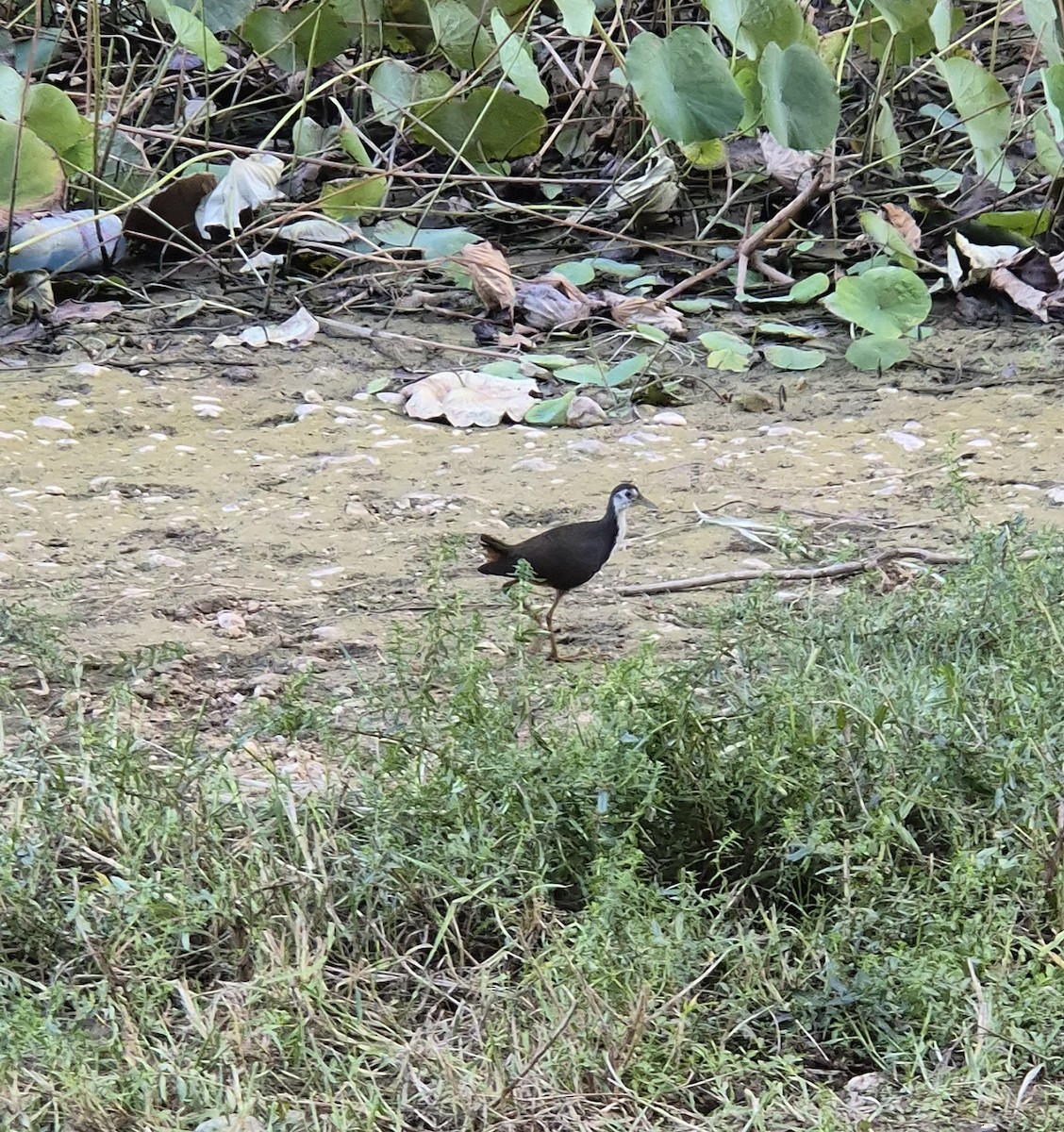 White-breasted Waterhen - ML645696780