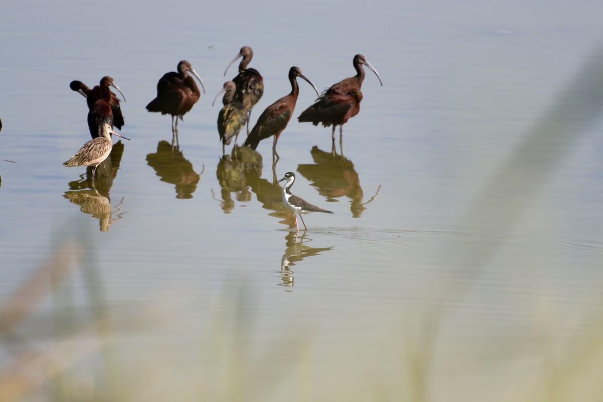 Black-necked Stilt - ML645696788