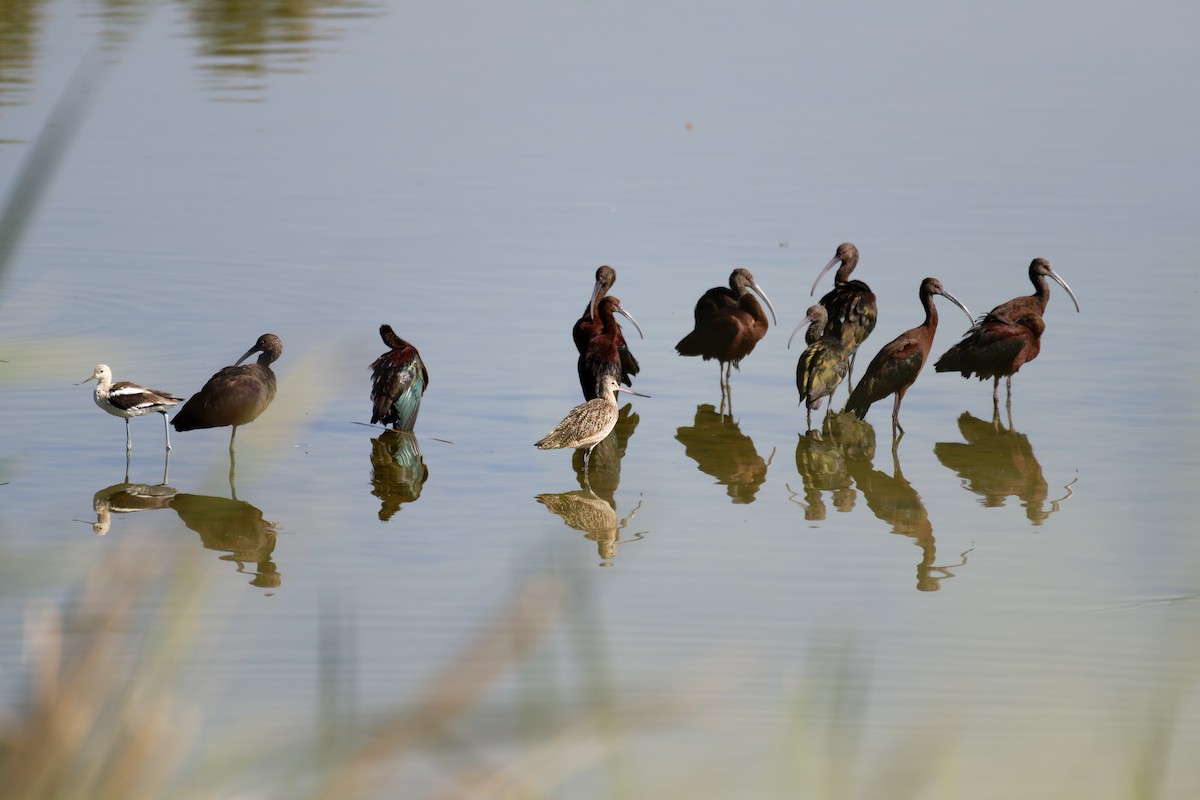 White-faced Ibis - ML645696789