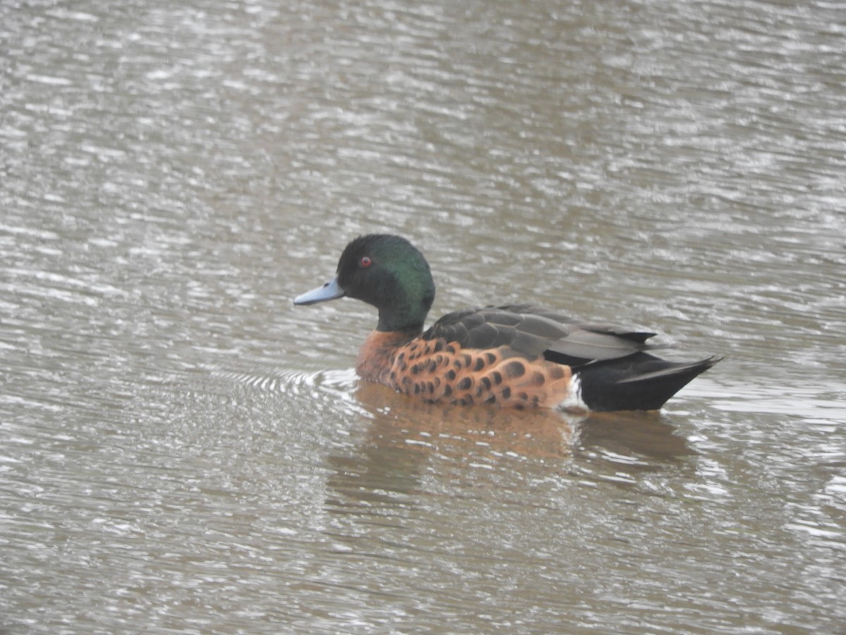 Chestnut Teal - ML645696796