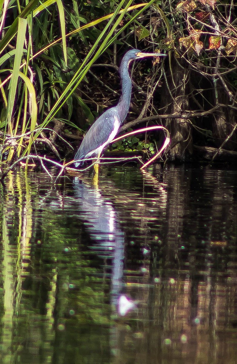 Tricolored Heron - ML645696812