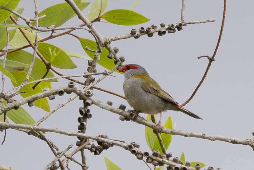 Red-browed Firetail - ML645696820