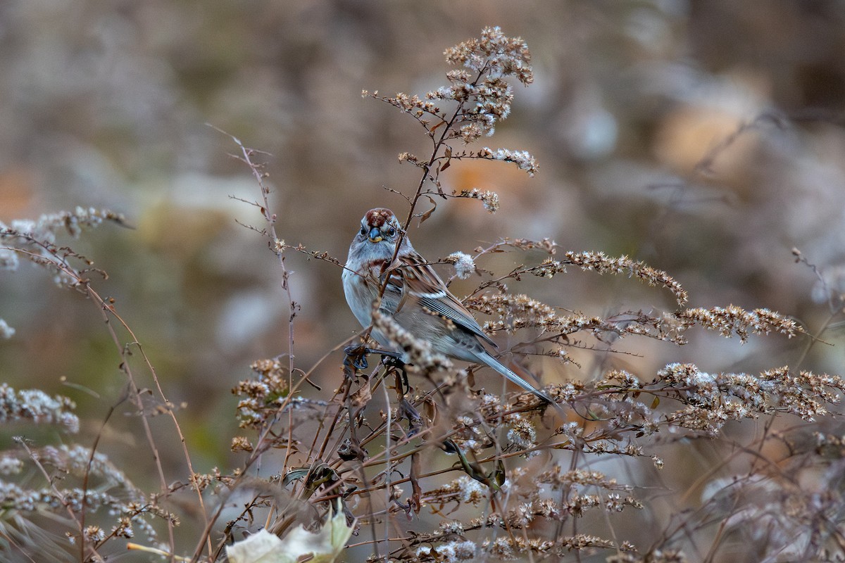 Bruant hudsonien - ML645696824