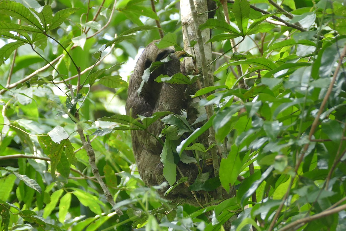 Pará Three-toed Sloth - ML645696825