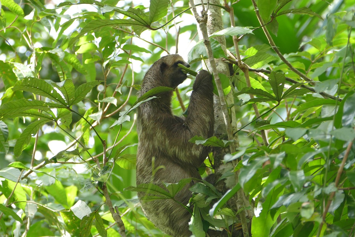 Pará Three-toed Sloth - ML645696826