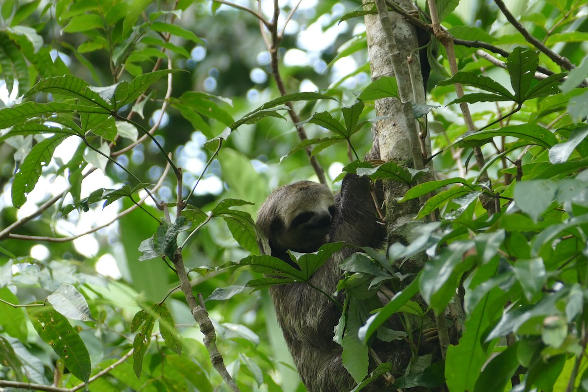 Pará Three-toed Sloth - ML645696827