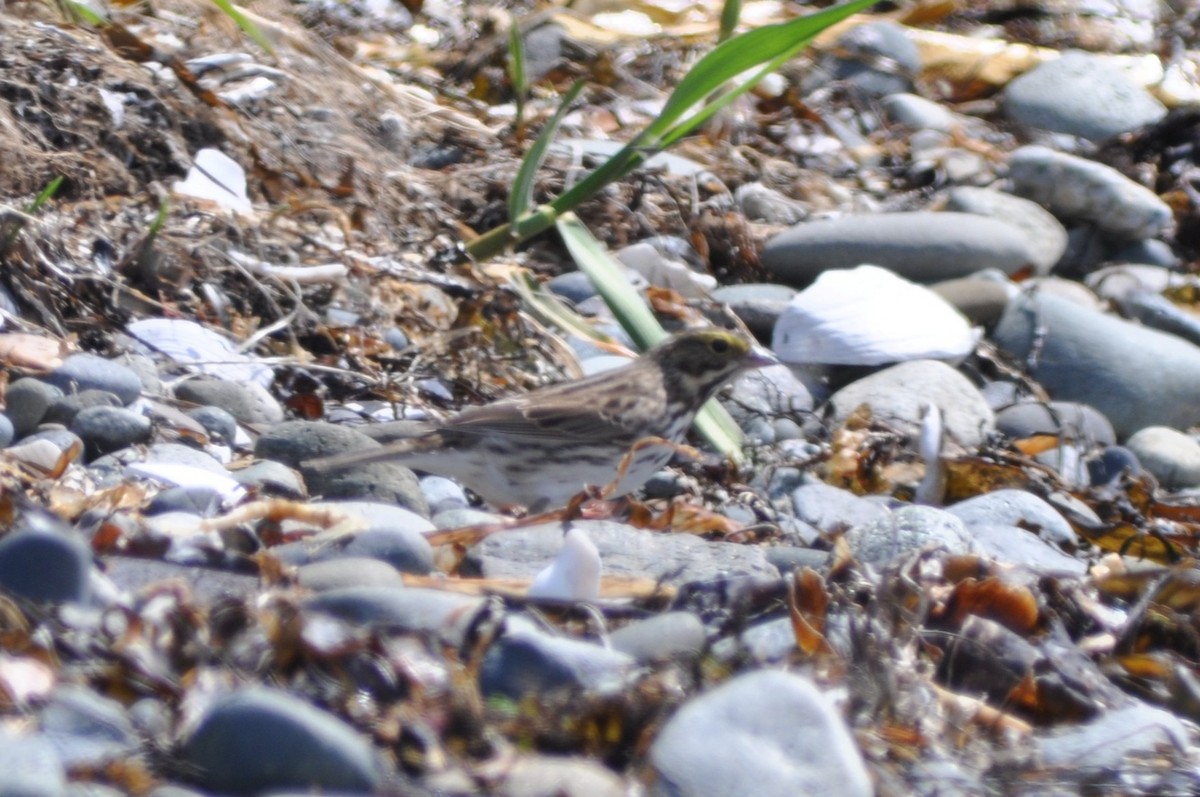 Savannah Sparrow (Savannah) - ML645696836