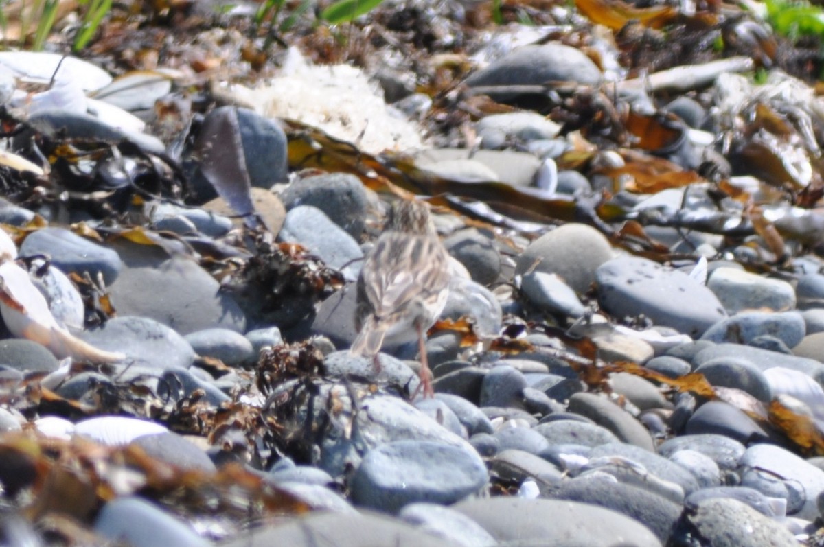 Savannah Sparrow (Savannah) - ML645696837