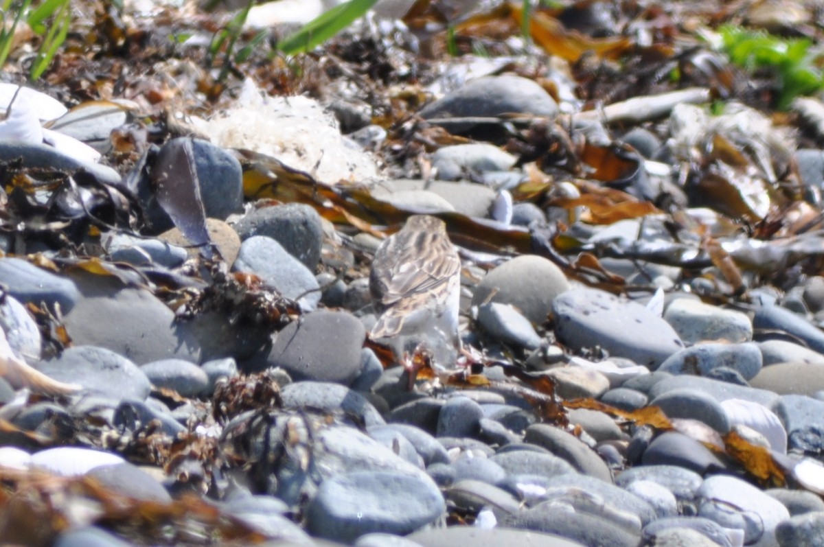 Savannah Sparrow (Savannah) - ML645696838