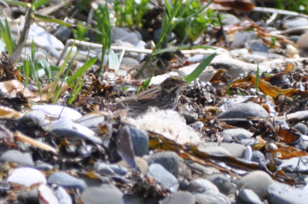 Savannah Sparrow (Savannah) - ML645696839