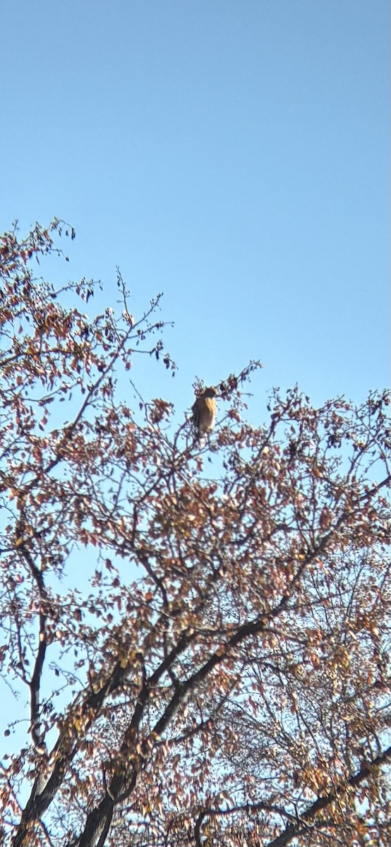 káně páskovaná - ML645696846