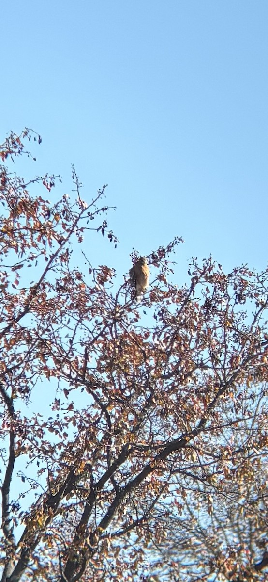 káně páskovaná - ML645696847