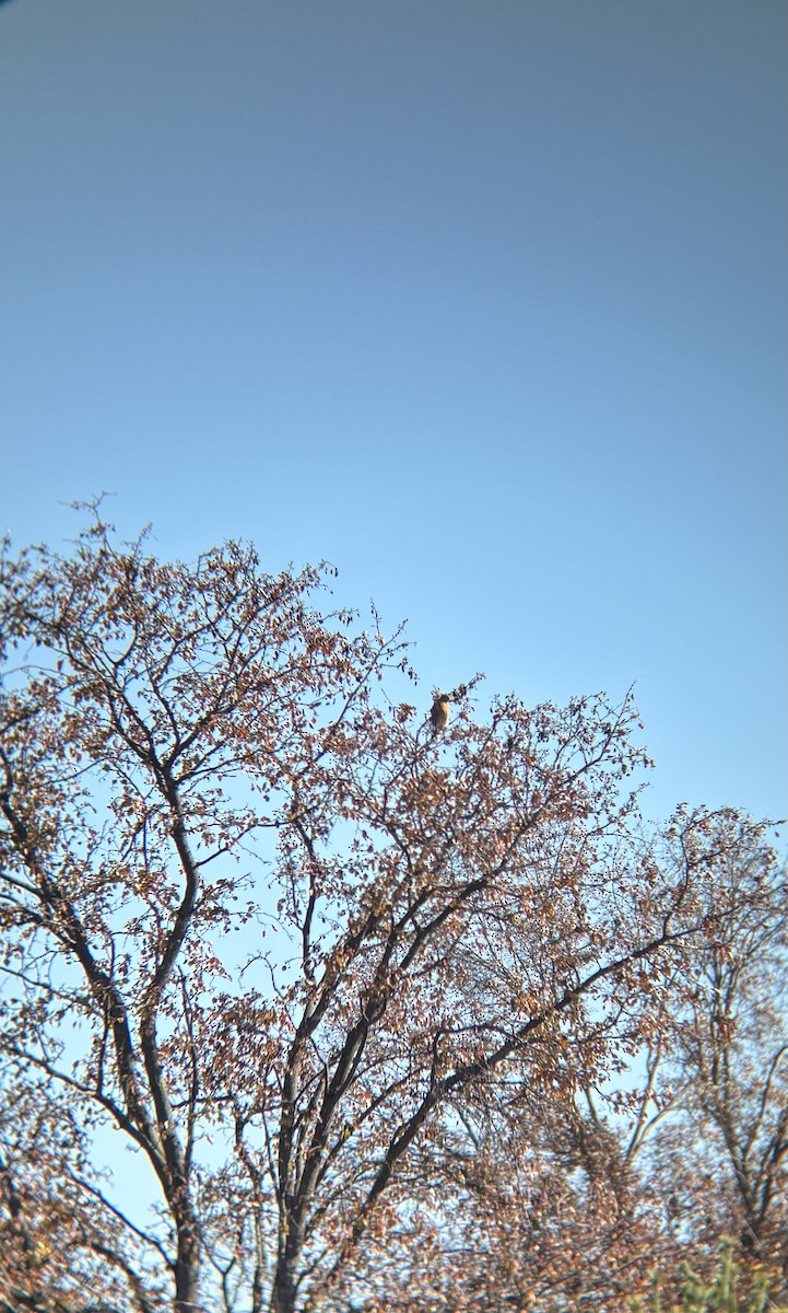 Red-shouldered Hawk - ML645696848