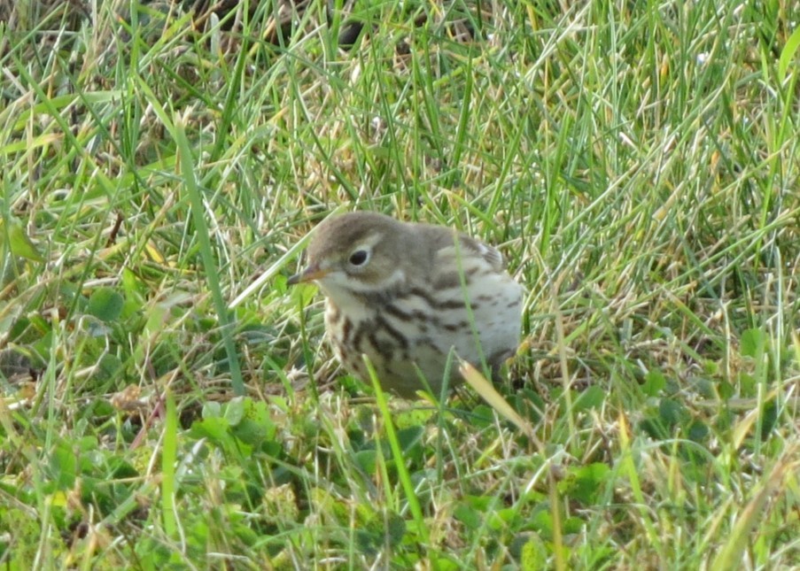 Siberian/American Pipit - ML645696850
