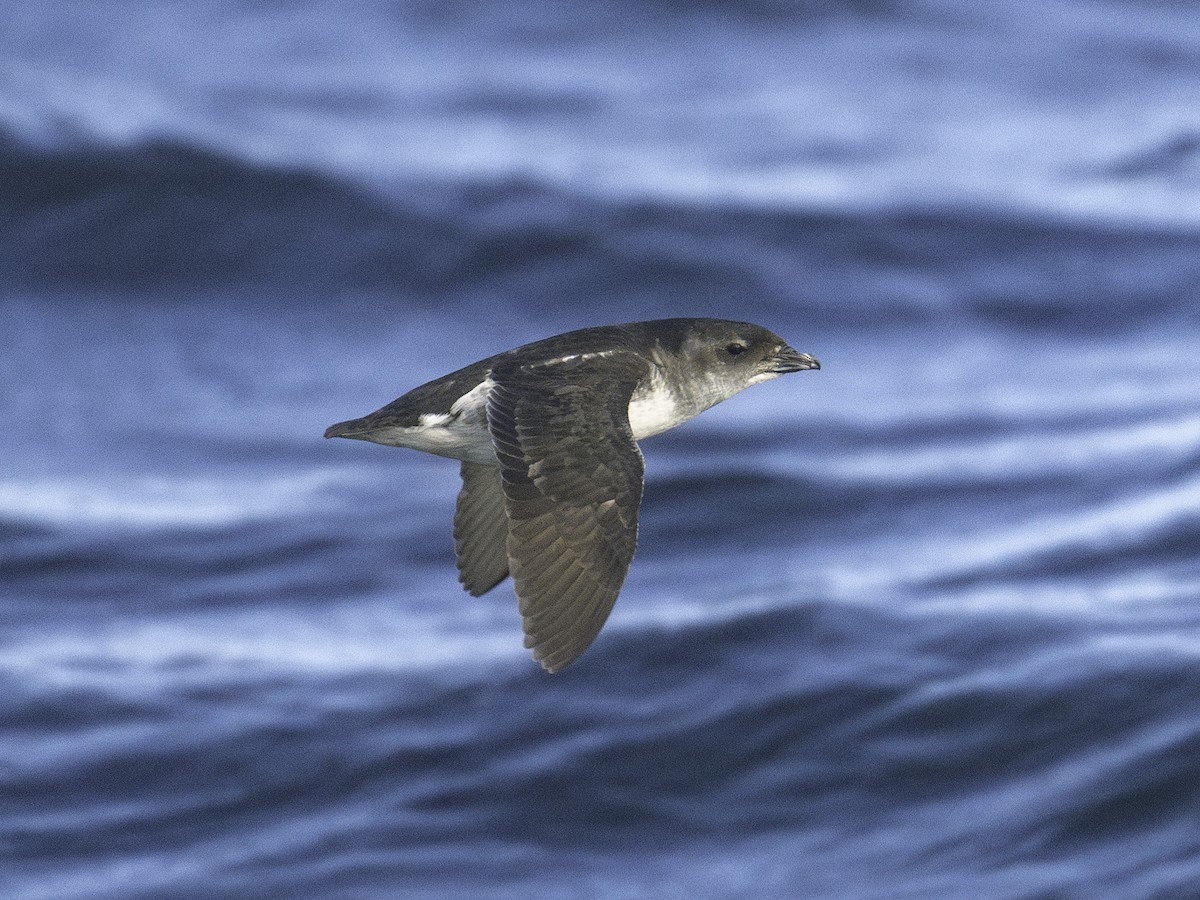 Common Diving-Petrel - ML645696851