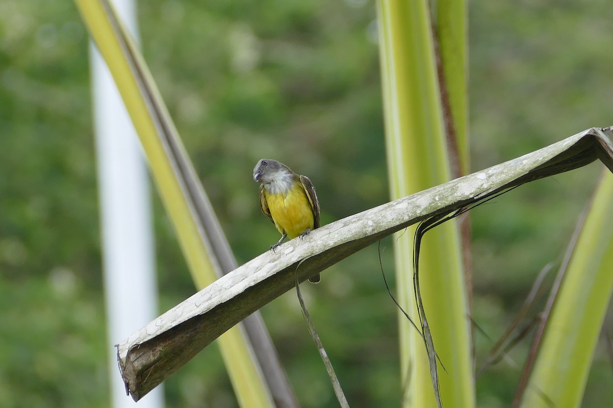 Sulphury Flycatcher - ML645696852