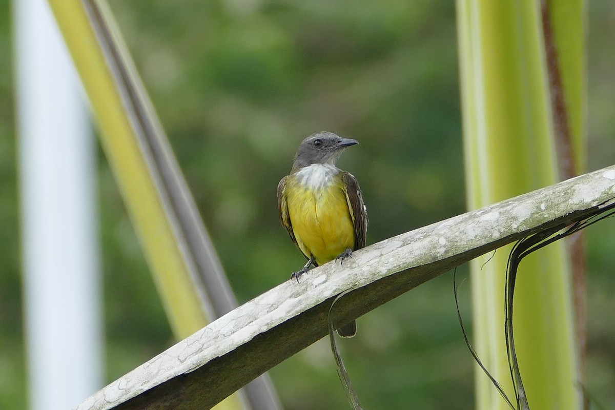 Sulphury Flycatcher - ML645696853