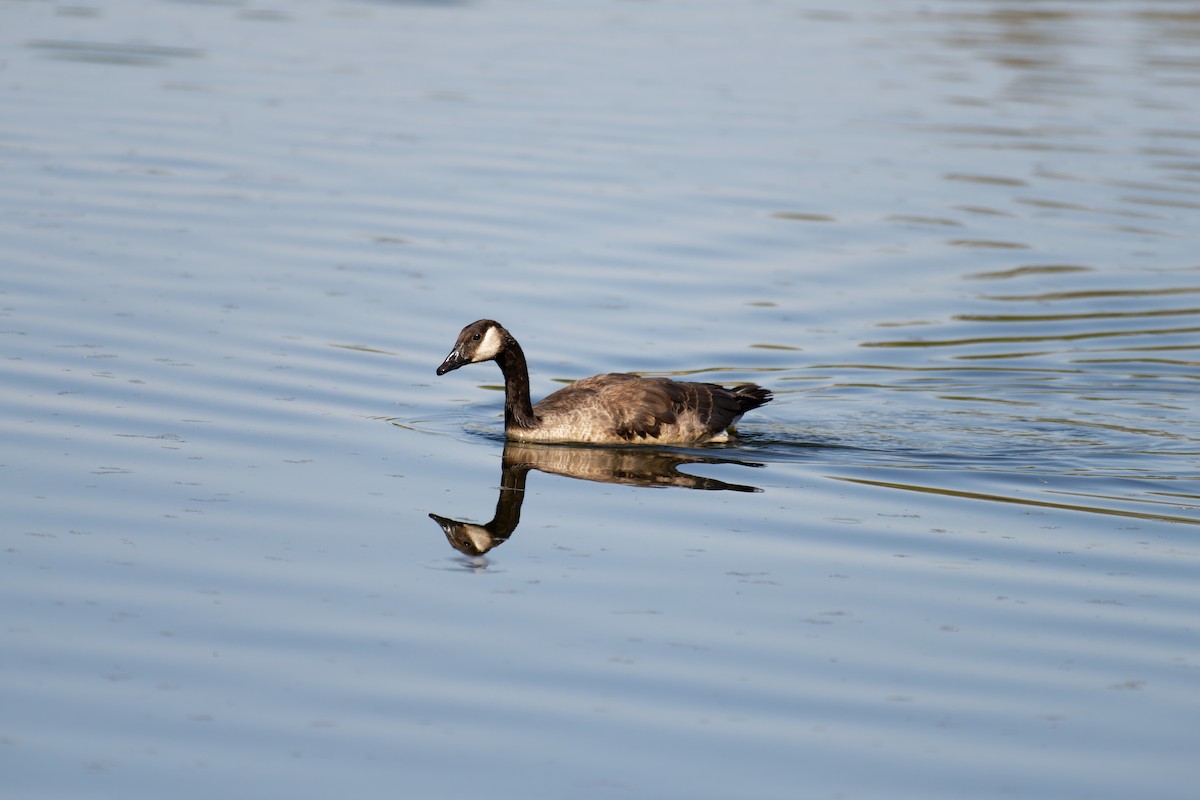 Canada Goose - ML645696855