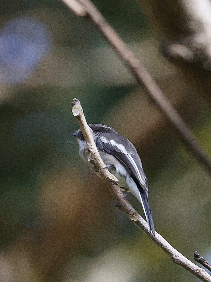 Bar-winged Flycatcher-shrike - ML645696856