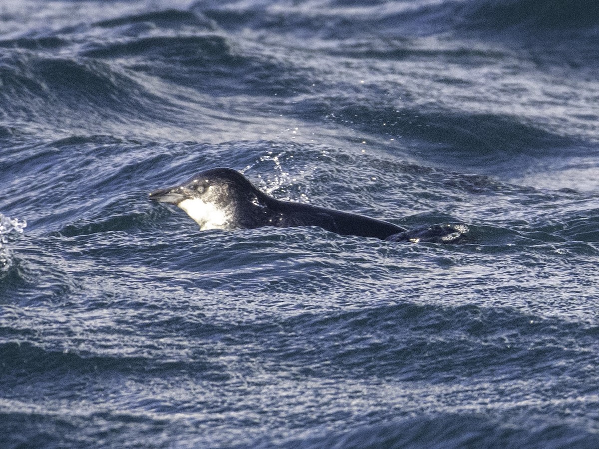 Little Penguin - ML645696857