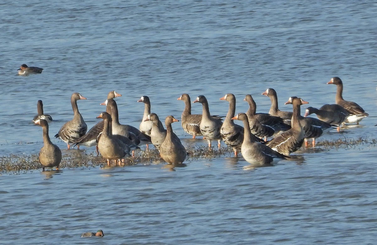 Greater White-fronted Goose - ML645696858