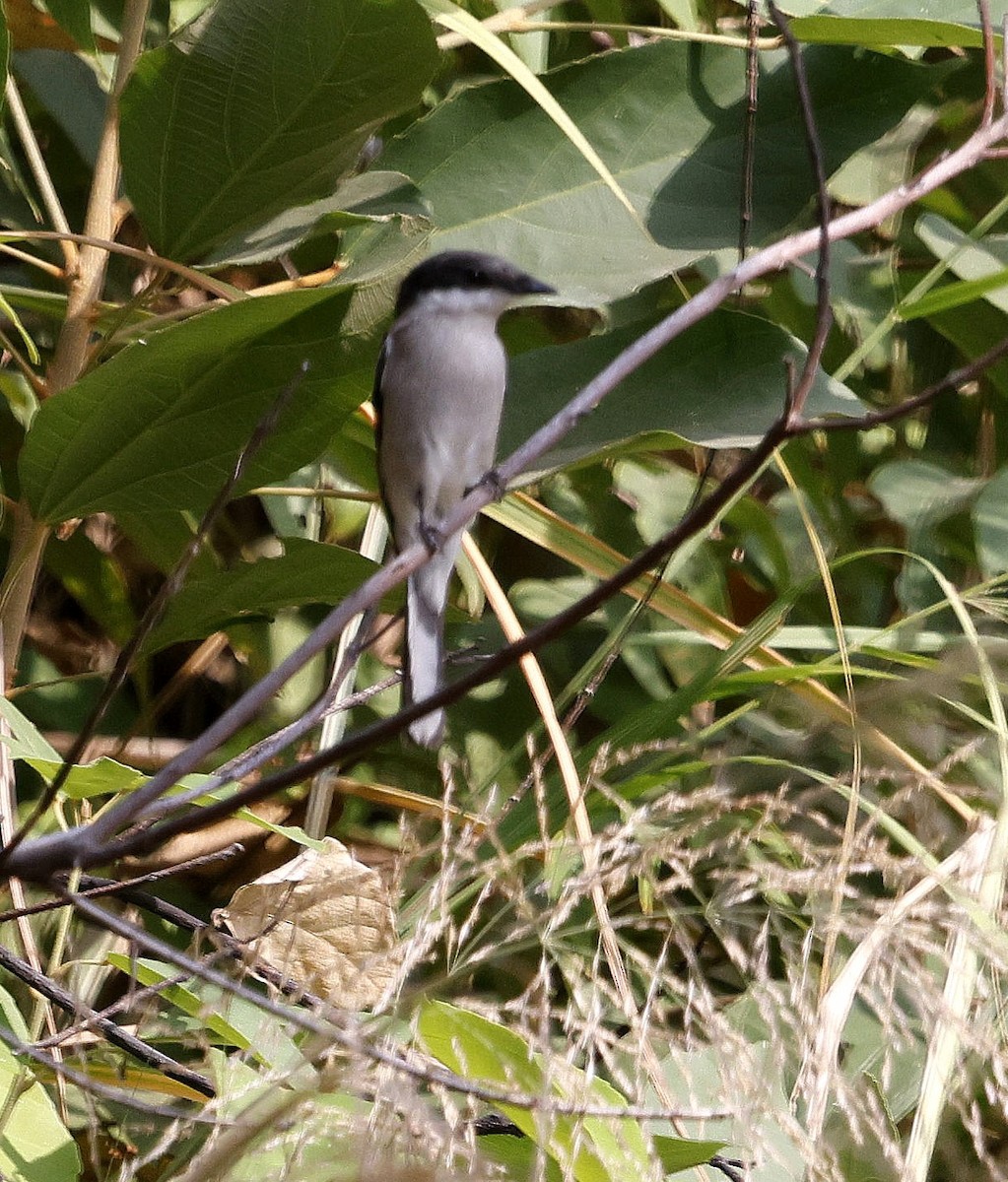 Bar-winged Flycatcher-shrike - ML645696859