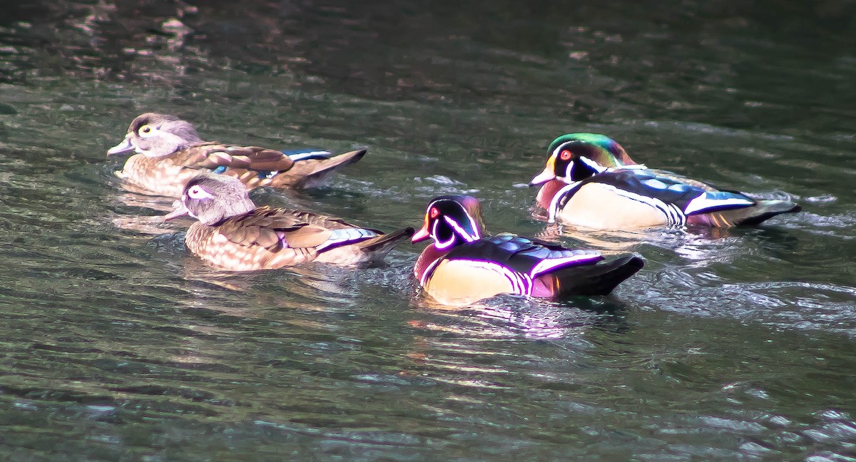 Wood Duck - ML645696860