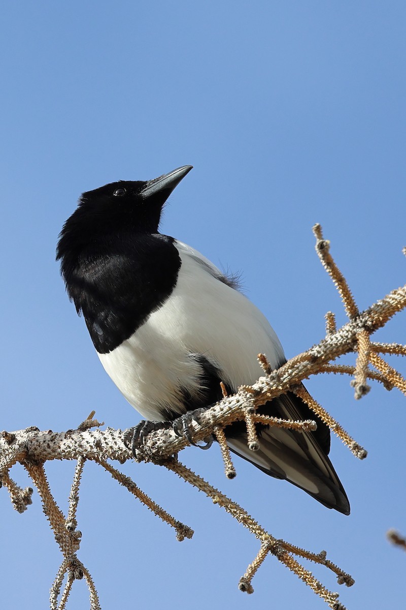 Black-billed Magpie - ML645696861