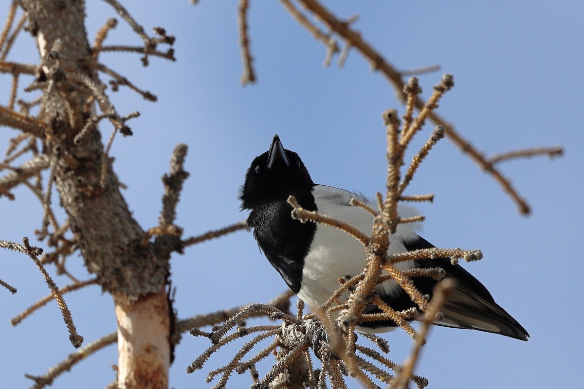 Black-billed Magpie - ML645696863