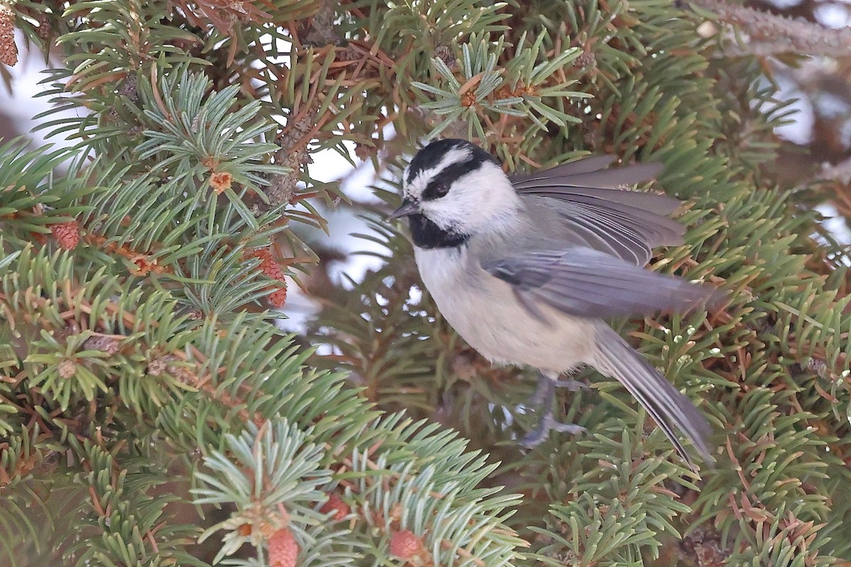Mountain Chickadee - ML645696865