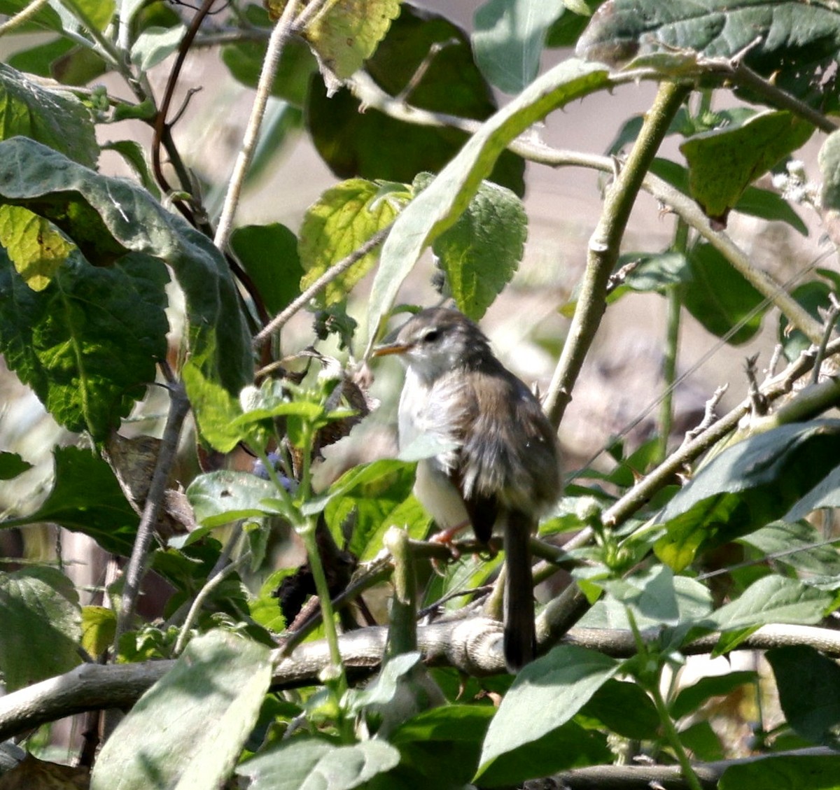 Gray-breasted Prinia - ML645696866