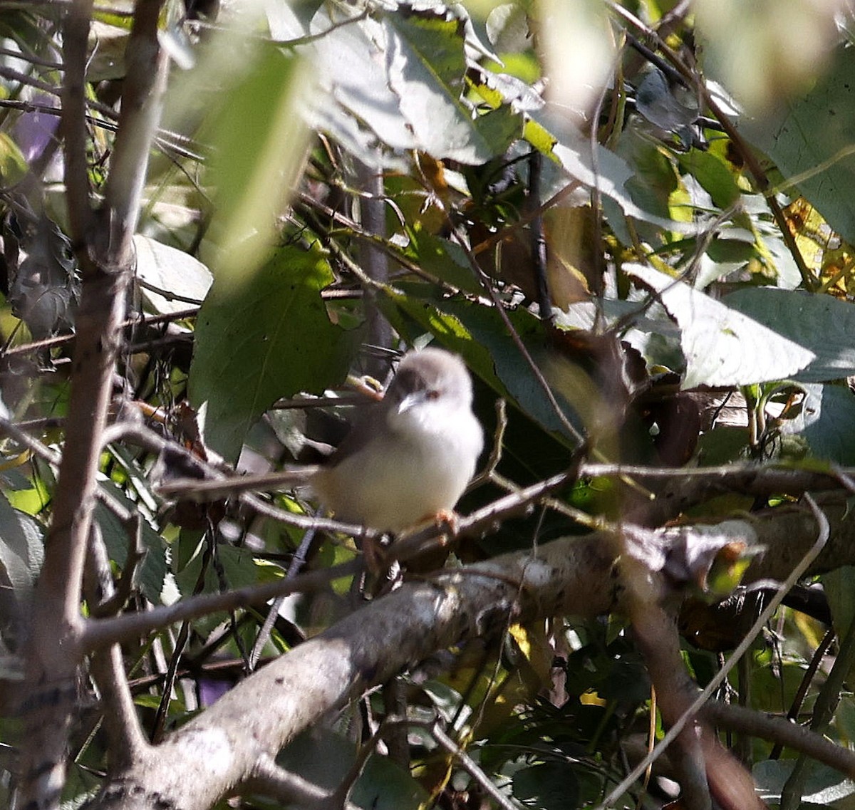 Gray-breasted Prinia - ML645696867