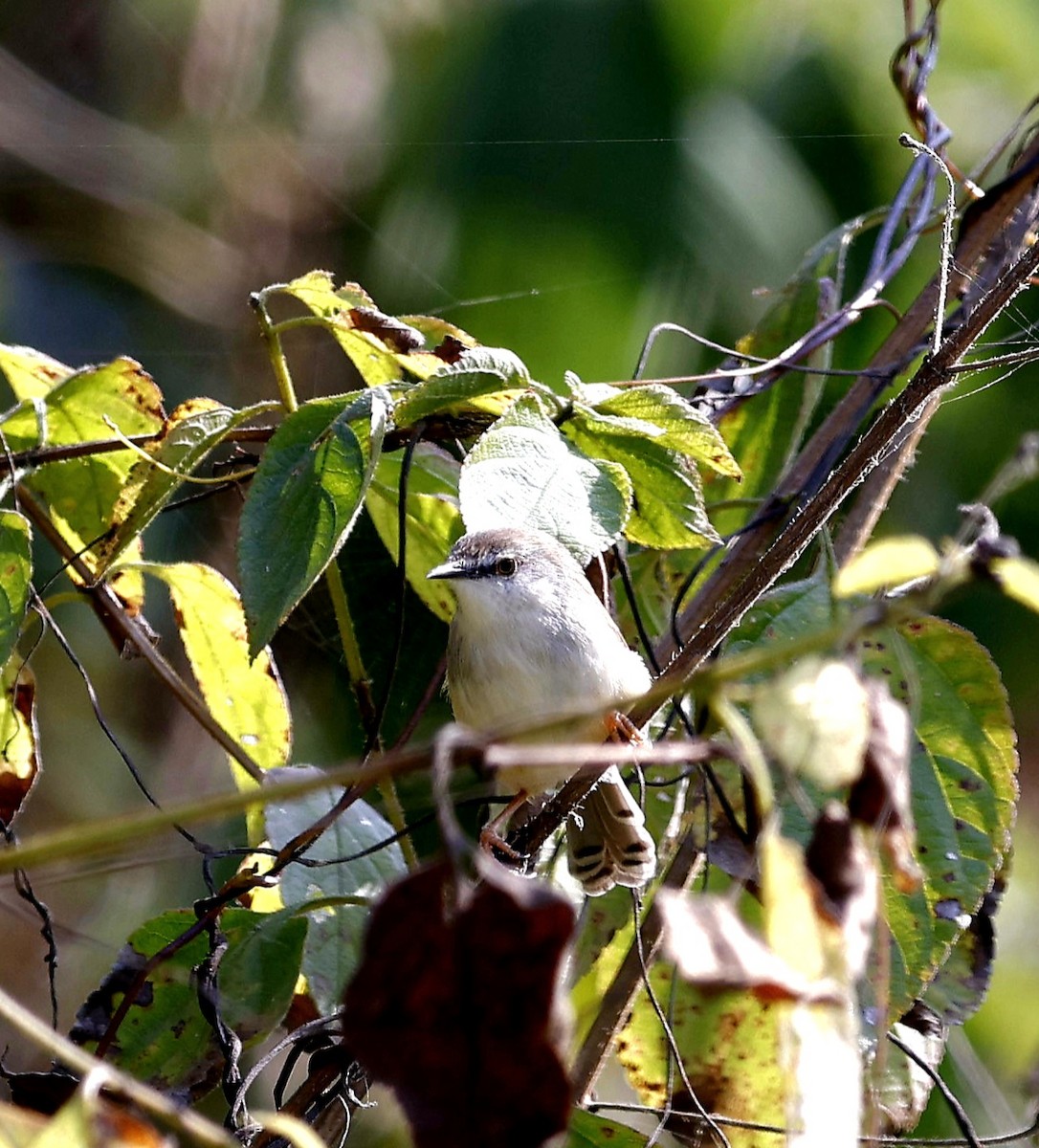 Gray-breasted Prinia - ML645696868