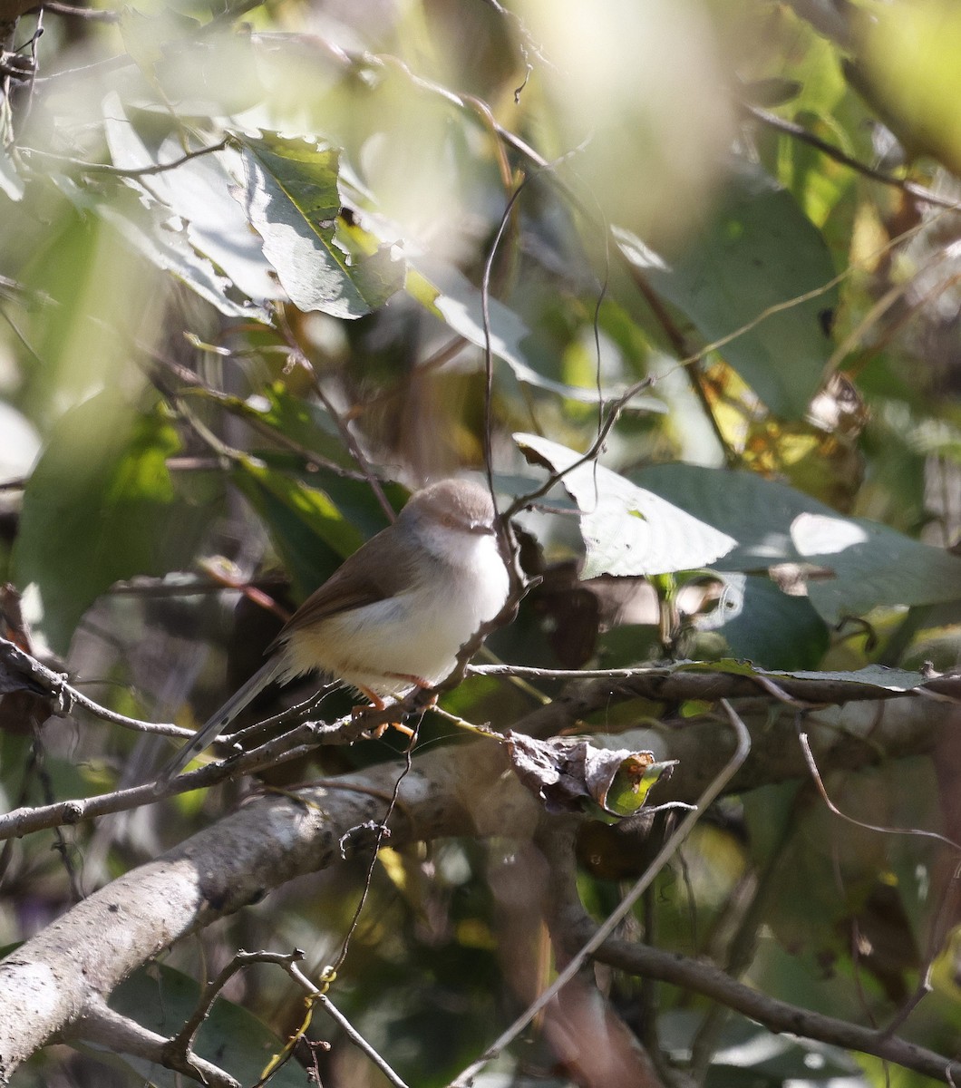 Gray-breasted Prinia - ML645696869
