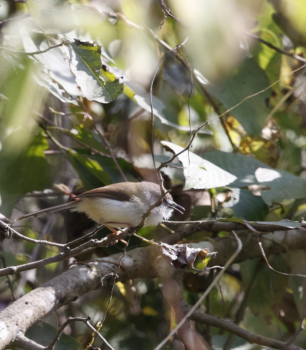 Gray-breasted Prinia - ML645696870