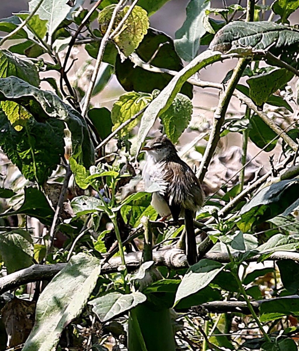 Gray-breasted Prinia - ML645696871