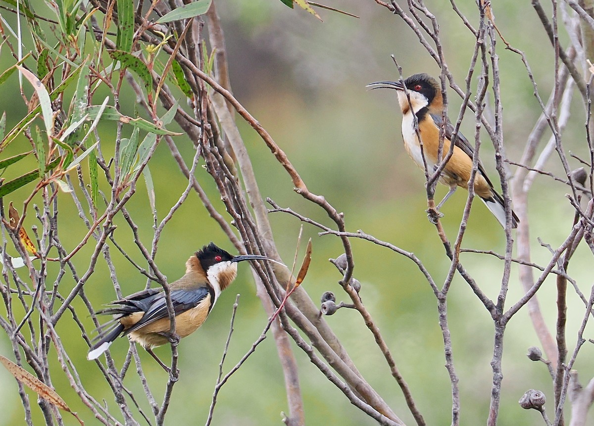Eastern Spinebill - ML645696872