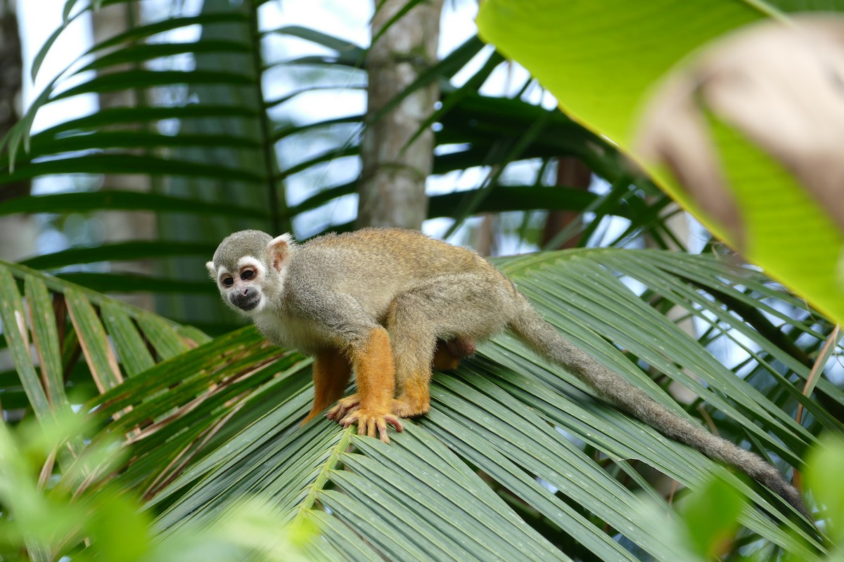 Collins' Squirrel Monkey - ML645696873