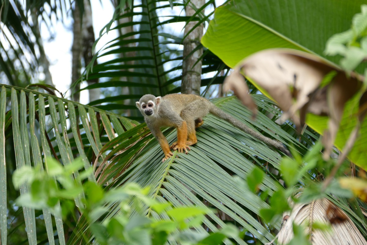 Collins' Squirrel Monkey - ML645696874
