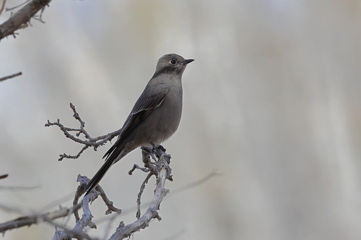 Townsend's Solitaire - ML645696876
