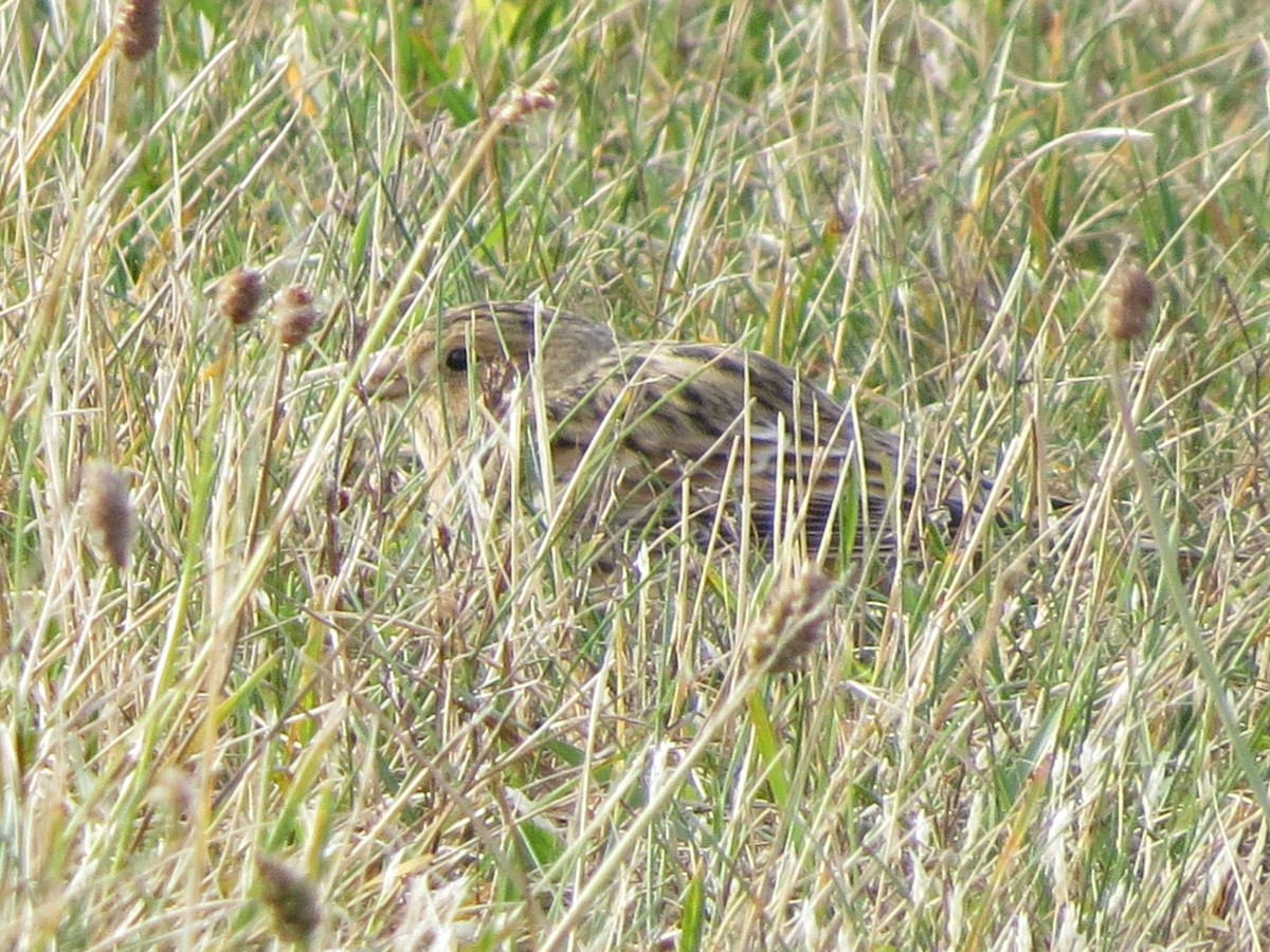 Lapland Longspur - ML645696877
