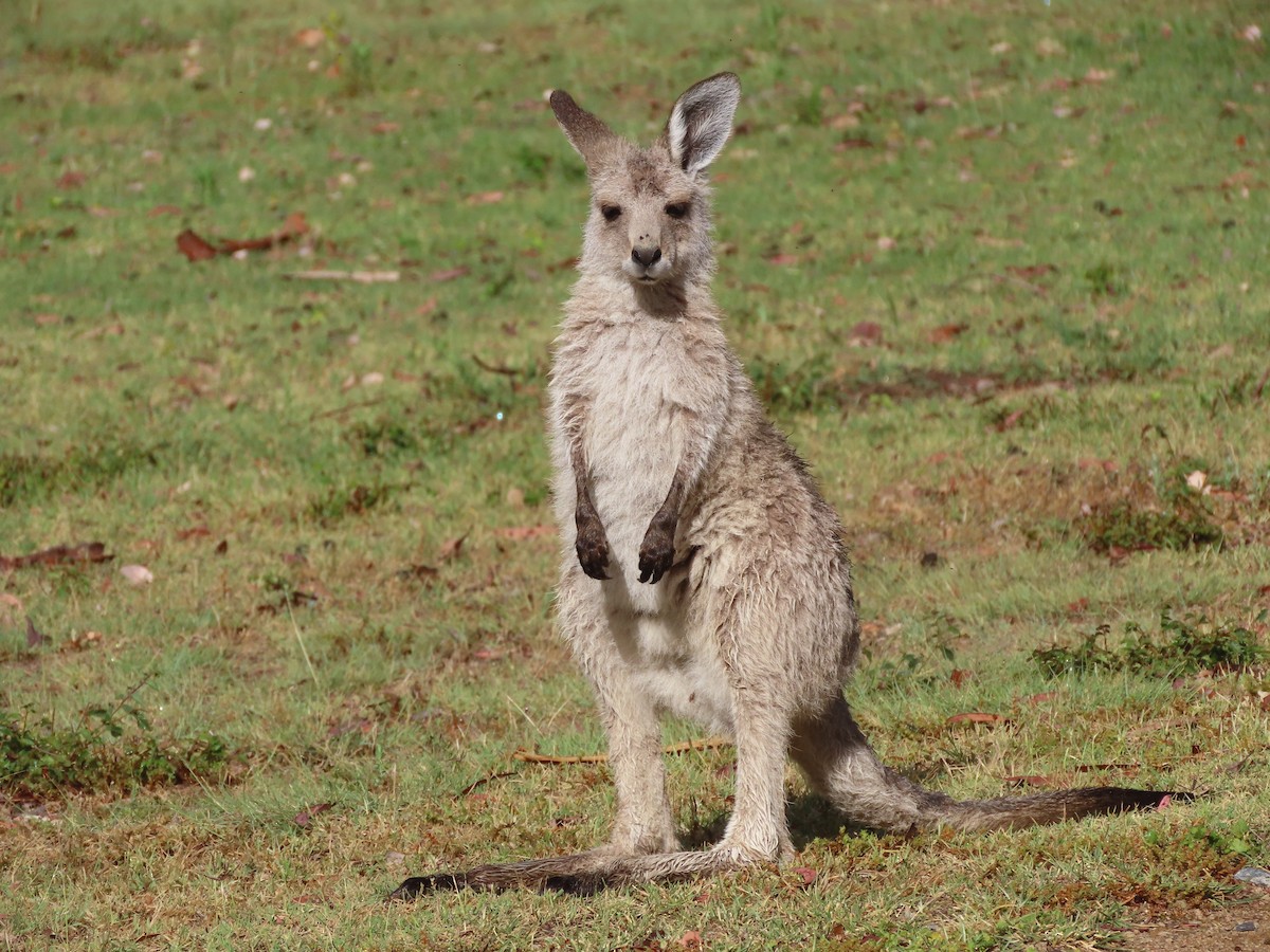 Eastern Grey Kangaroo - ML645696889