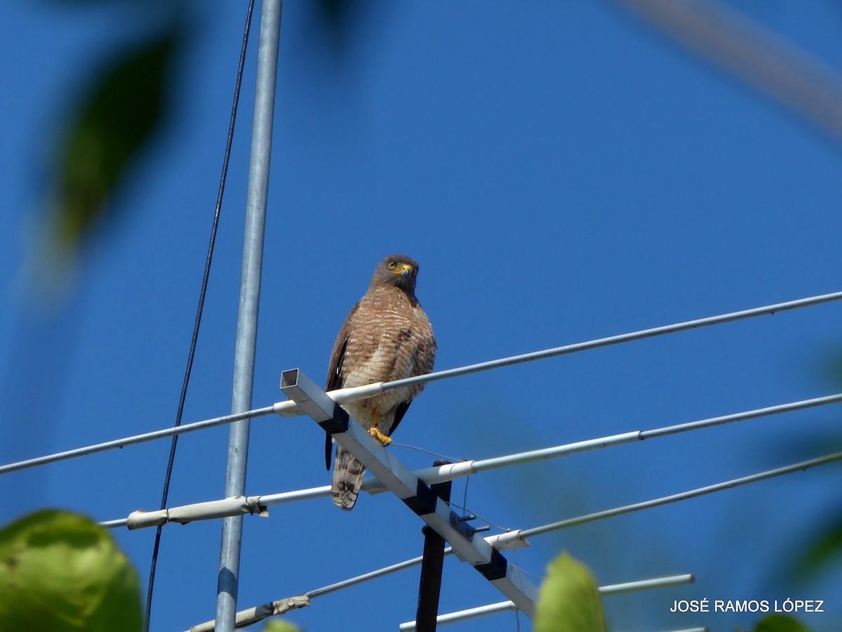 Roadside Hawk - ML645696893