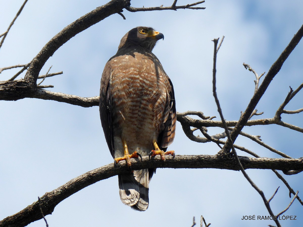 Roadside Hawk - ML645696894