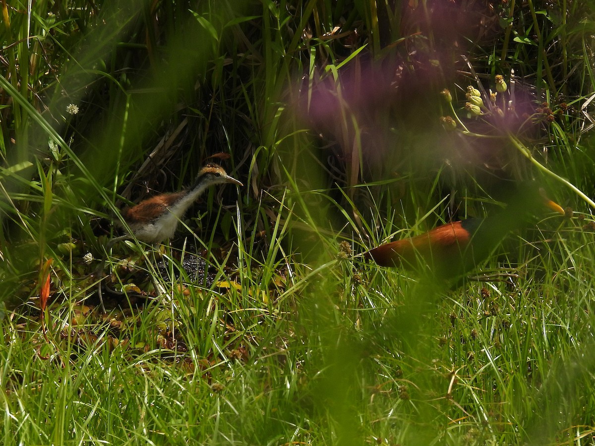 Wattled Jacana - ML645696895