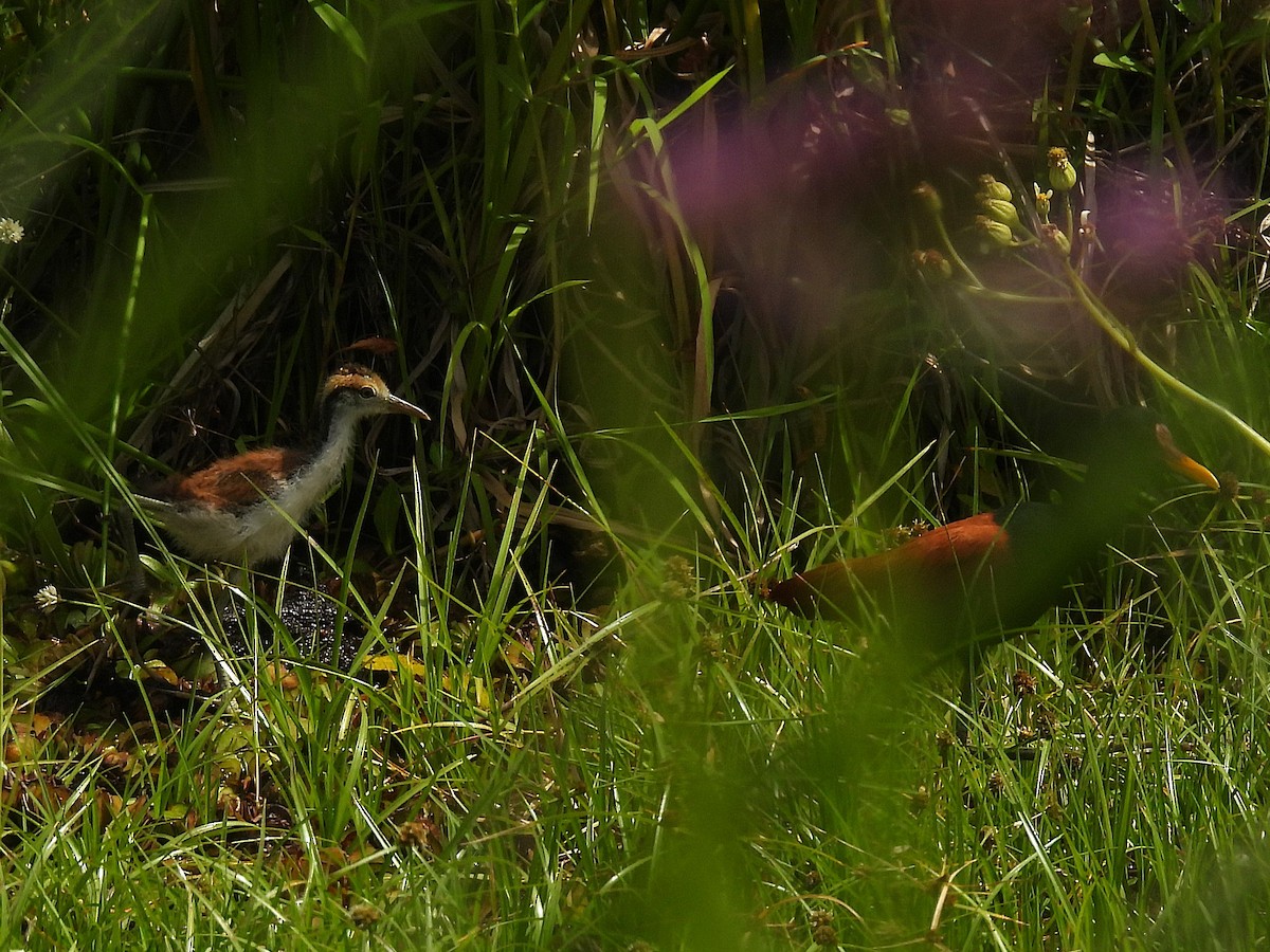 Wattled Jacana - ML645696896