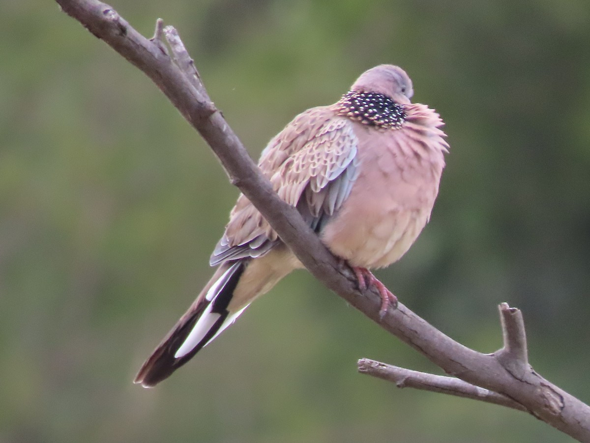 Spotted Dove - ML645696900